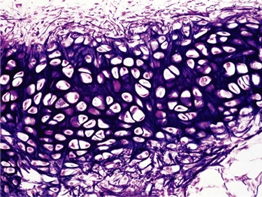 cartilagine elastica 