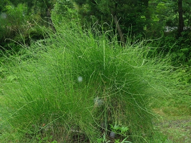 La pianta Ephedra sinica