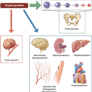 Come agisce l'eritropoietina