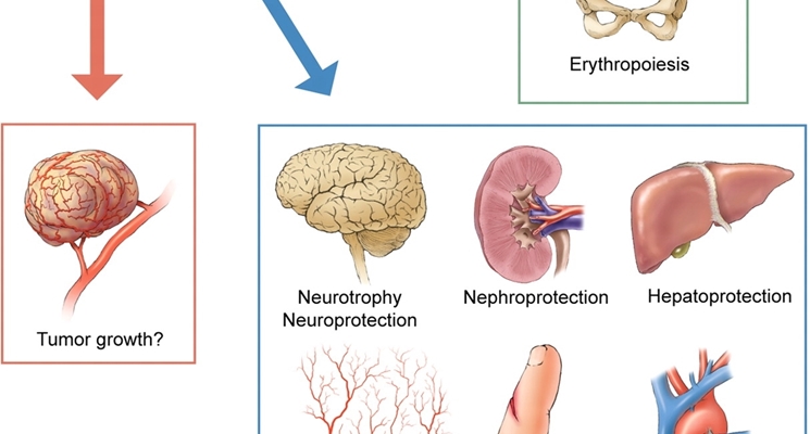 Come agisce l'eritropoietina