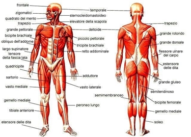 Apparato muscolare