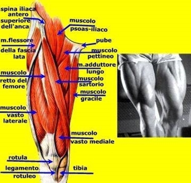 Muscoli coscia