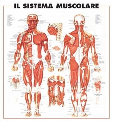 Muscoli del corpo