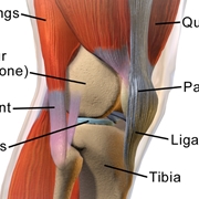 muscoli e articolazioni ginocchio