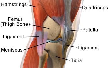 muscoli e articolazioni ginocchio