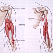 Anatomia del muscolo tricipite