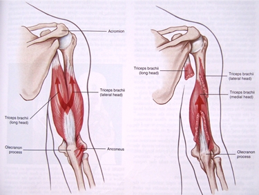 Anatomia del muscolo tricipite