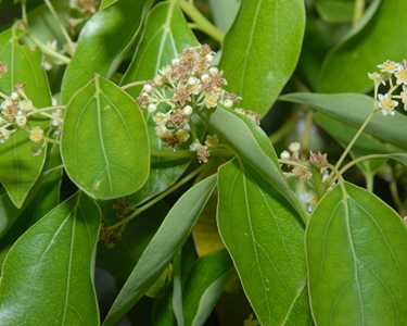 albero di canfora 