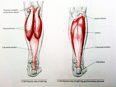 Anatomia tricipite surale<p />