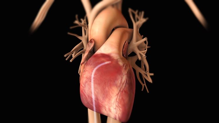 Il cuore con le principali vene e arterie