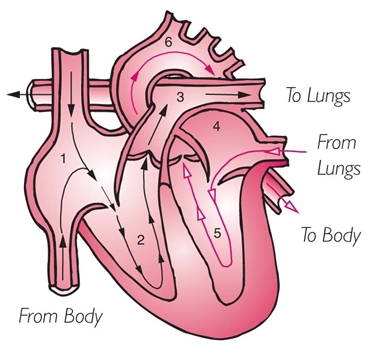 La circolazione del sangue all'interno del cuore