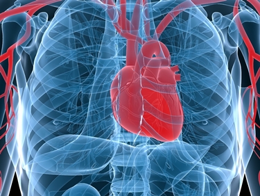 Le arterie coronarie del cuore