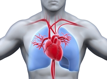 Cuore con vasi sanguigni