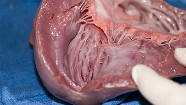 Anatomia del cuore umano