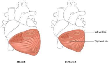 Spessore del miocardio dei ventricoli