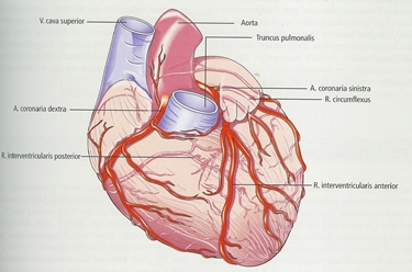 Le arterie coronarie del cuore
