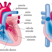 Struttura del cuore