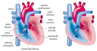 Struttura del cuore