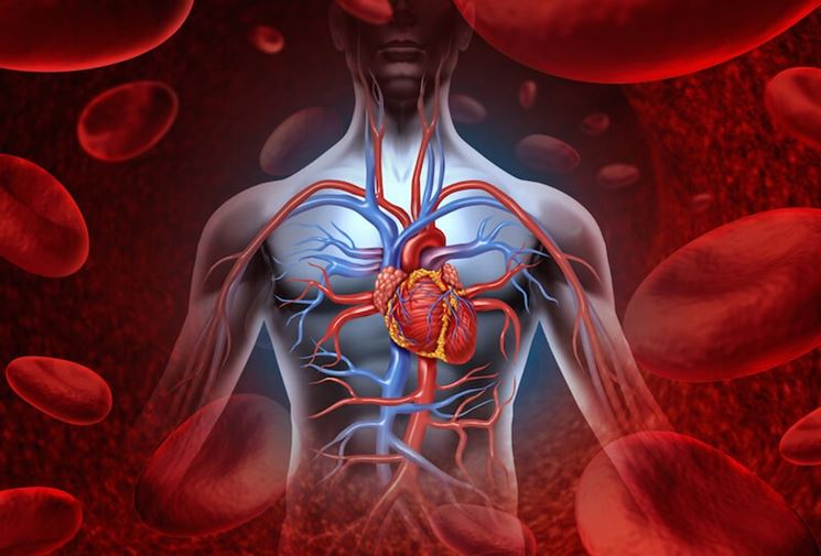 Schema della circolazione del sangue