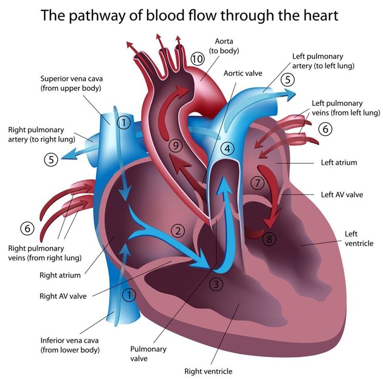 Flusso sanguigno nel cuore