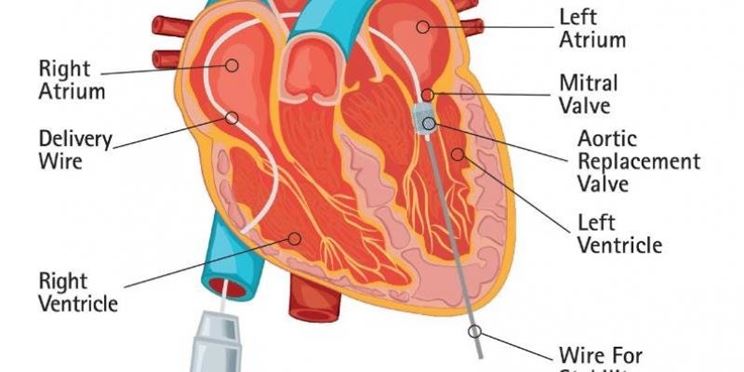 Descrizione parti del cuore