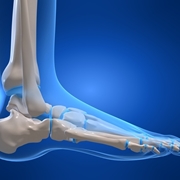 ossa del piede