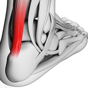 Tendine d'achille anatomia