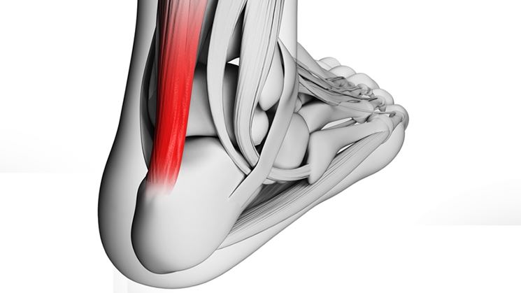 Tendine d'achille anatomia