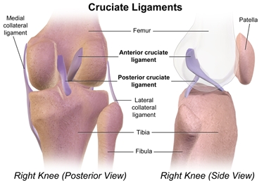 I legamenti crociati del ginocchio