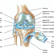 Anatomia del ginocchio normale