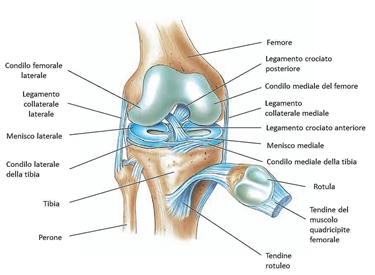 Anatomia del ginocchio normale