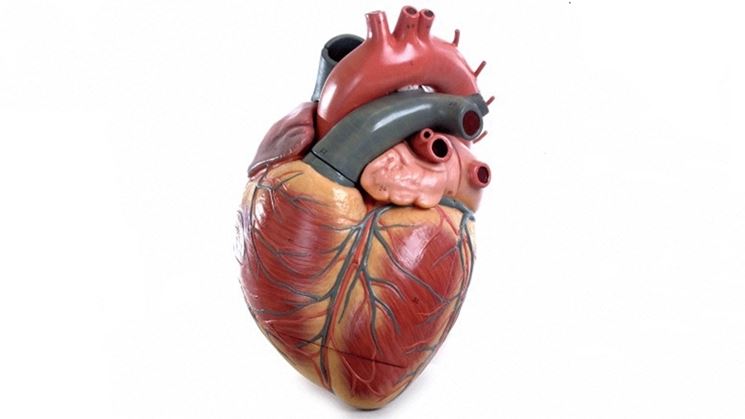 Muscolo cardiaco