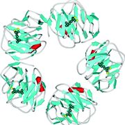 La proteina c-reattiva ha una struttura pentamerica