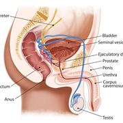 Illustrazione anatomica