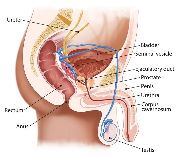 Illustrazione anatomica