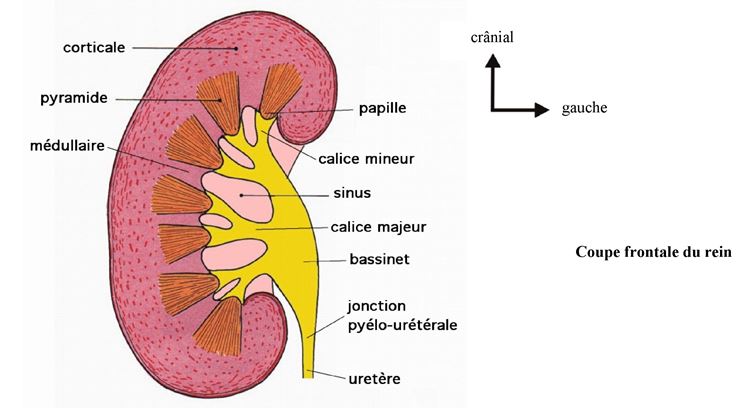 Anatomia del rene