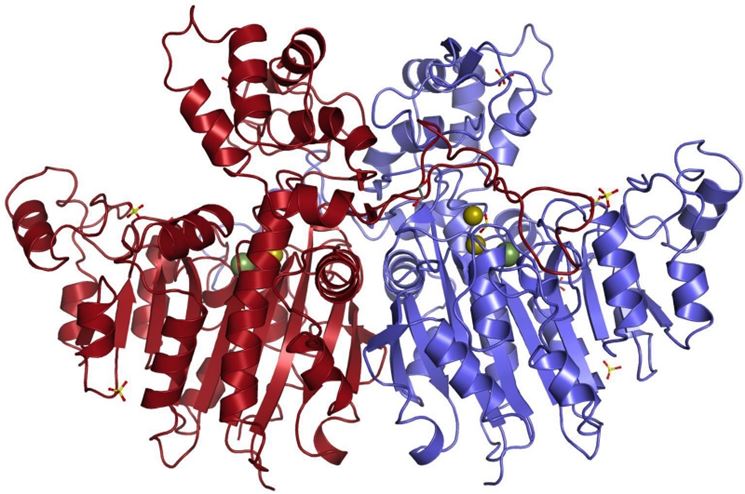 Struttura della fosfatasi
