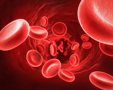 Globuli rossi nei vasi sanguigni<p />
