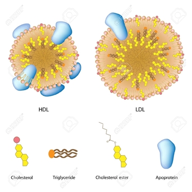 Strutture molecolari di HDL e LDL a confronto
