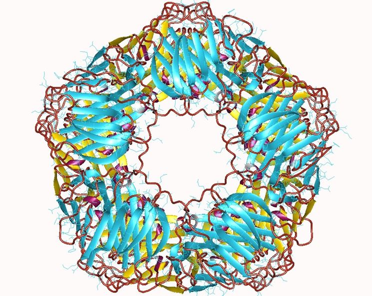 La forma della s-proteina c reattiva
