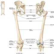 Femore anatomia