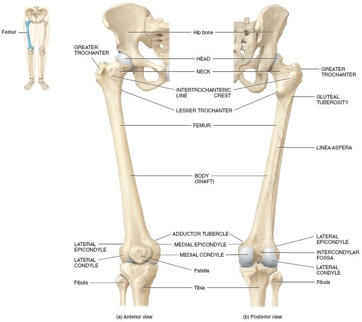 Femore anatomia