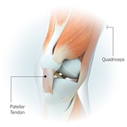 Anatomia del tendine rotuleo