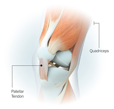 Anatomia del tendine rotuleo