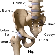 Anatomia dell'articolazione dell'anca
