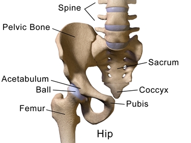 Anatomia dell'articolazione dell'anca