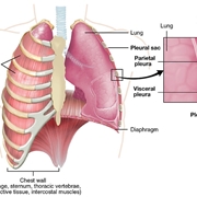 Pleura viscerale e parietale