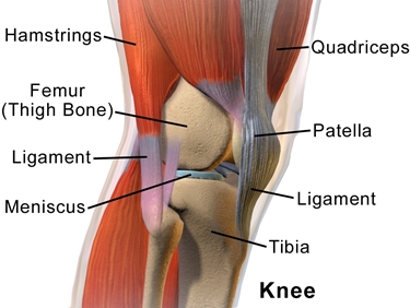 Anatomia ginocchio