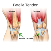 Posizione del tendine della rotula