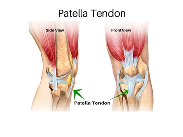 Posizione del tendine della rotula